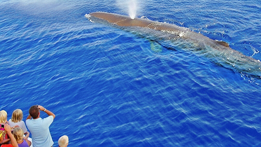 Sanremo: rencontre avec les baleines